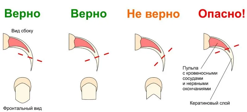 strijka-nogtey-koshki-3 Как правильно подстричь когти кошке: пошаговая инструкция