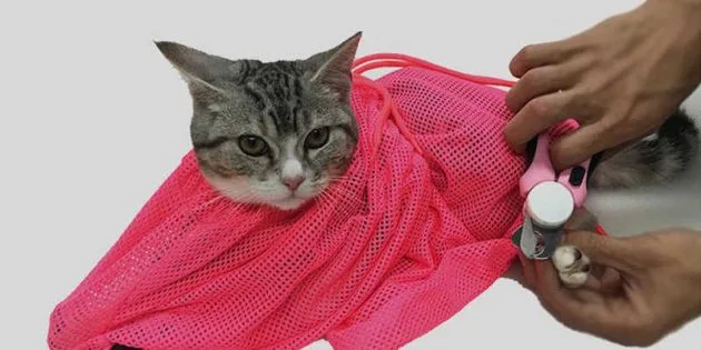 strijka-nogtey-koshki-5 Как правильно подстричь когти кошке: пошаговая инструкция
